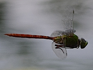 Comet Darner - Anax longipes